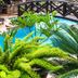 สระว่ายน้ำ