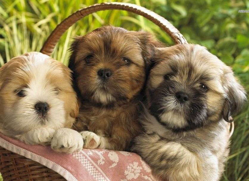 อื่น ๆ รูปภาพ